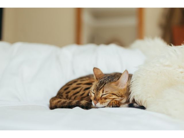 昼寝が仕事効率化のポイント